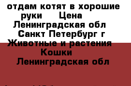 отдам котят в хорошие руки   › Цена ­ 10 - Ленинградская обл., Санкт-Петербург г. Животные и растения » Кошки   . Ленинградская обл.